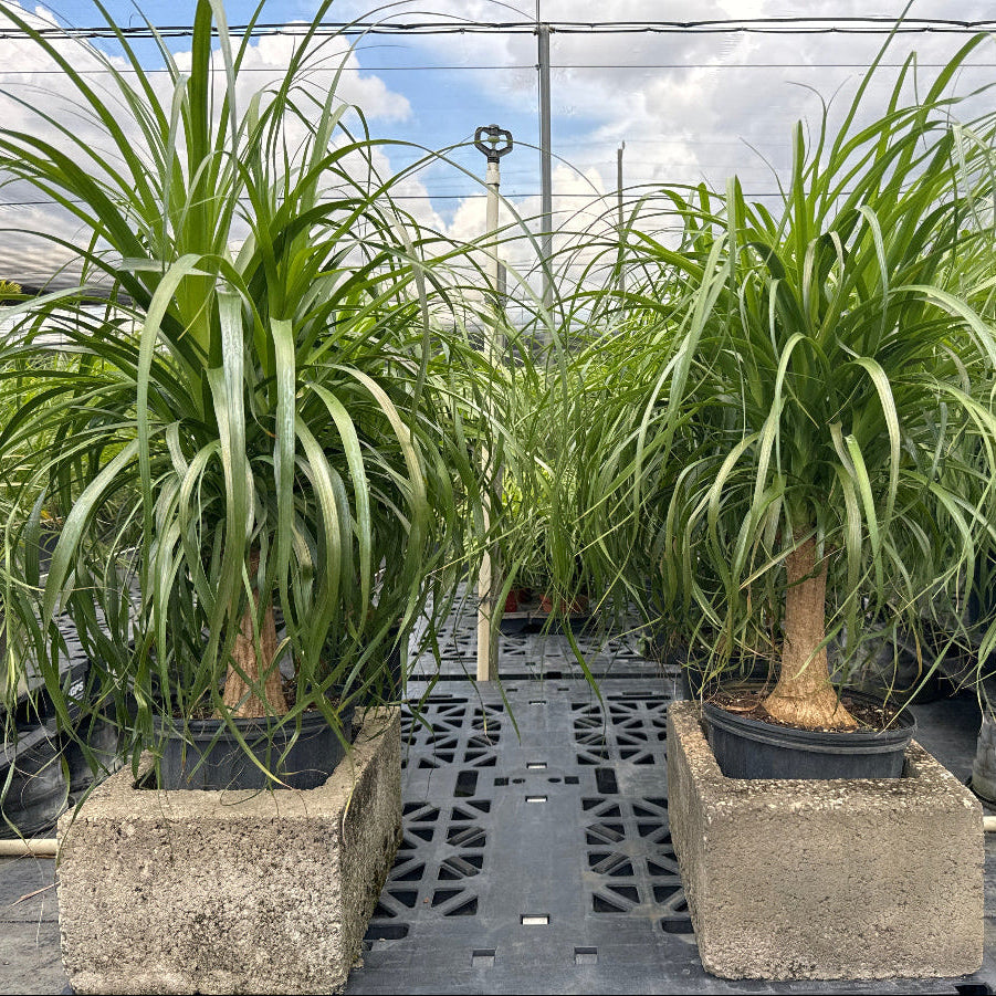 ponytail palm plant near me Explore Ponytail Palm Bonsai Collection