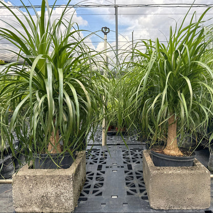 elephant ponytail palm Premium Palm Ponytail Mexican Collection