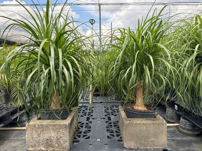 Ponytail Palm Bonsai, Elephant&