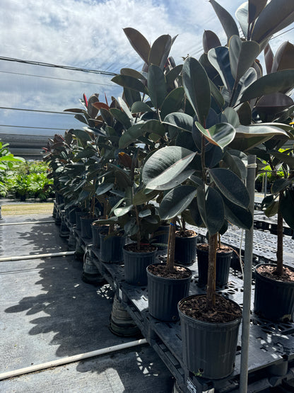 Ficus Burgundy Tree Form Single Stem, Rubber Tree