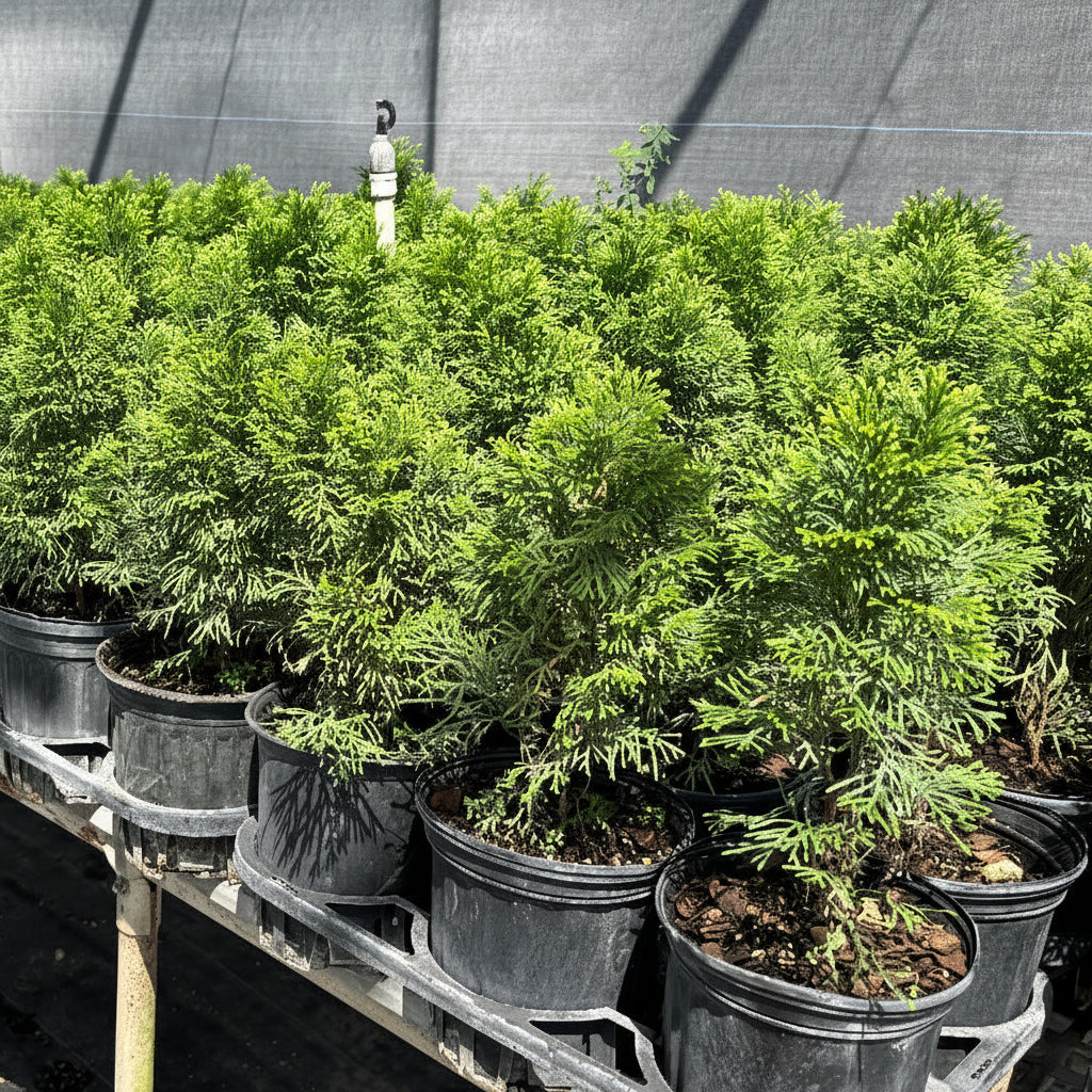 Hillspire Juniper, Juniperus virginiana, Eastern Red Cedar