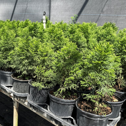 Hillspire Juniper, Juniperus virginiana, Eastern Red Cedar