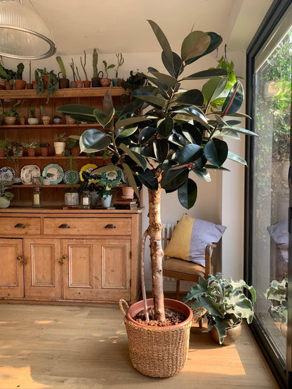 Ficus Burgundy Tree Form Single Stem, Rubber Tree