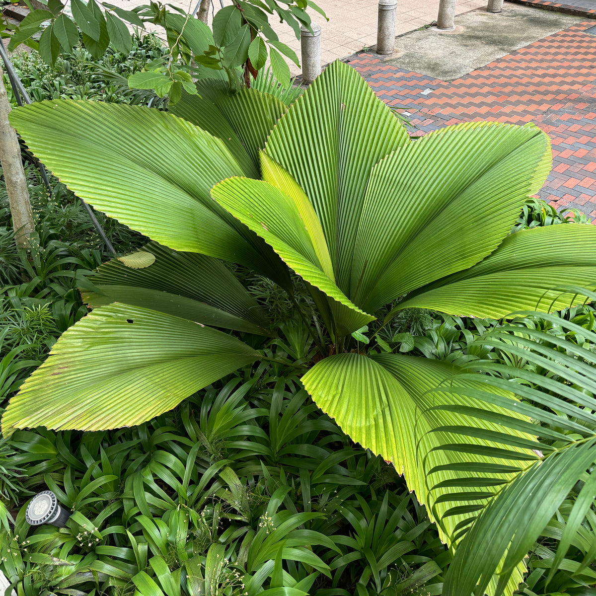 Joey Palm, Diamond Joey Palm, Johannesteijsmannia Lanceolata