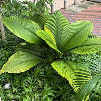Joey Palm, Diamond Joey Palm, Johannesteijsmannia Lanceolata