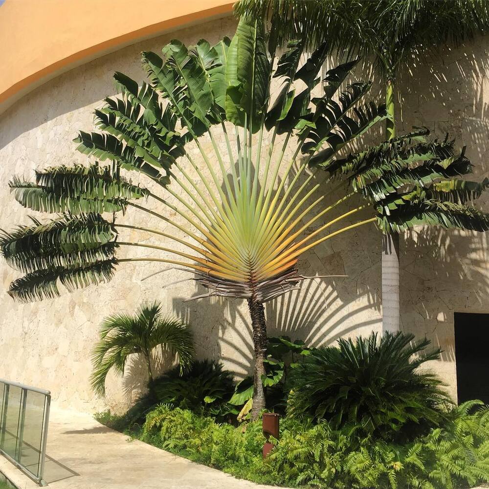 Travelers Palm Tree, Ravenala Madagascariensis