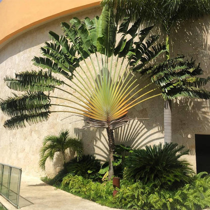 Travelers Palm Tree, Ravenala Madagascariensis