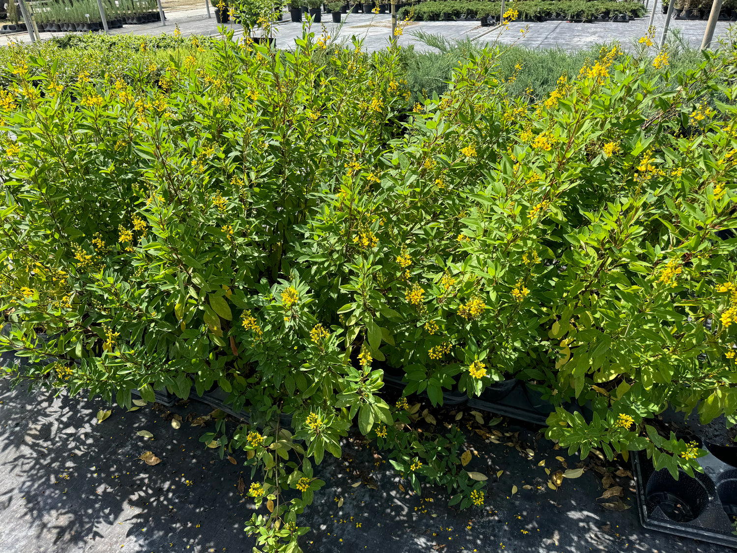 Golden Thryallis, Shower of Gold Flowering Shrub