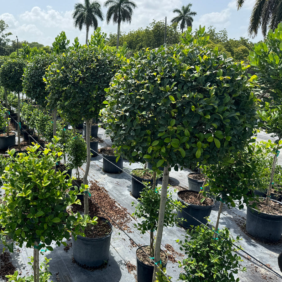 Topiary Eugenia 1-Ball Tree Form close up in a row