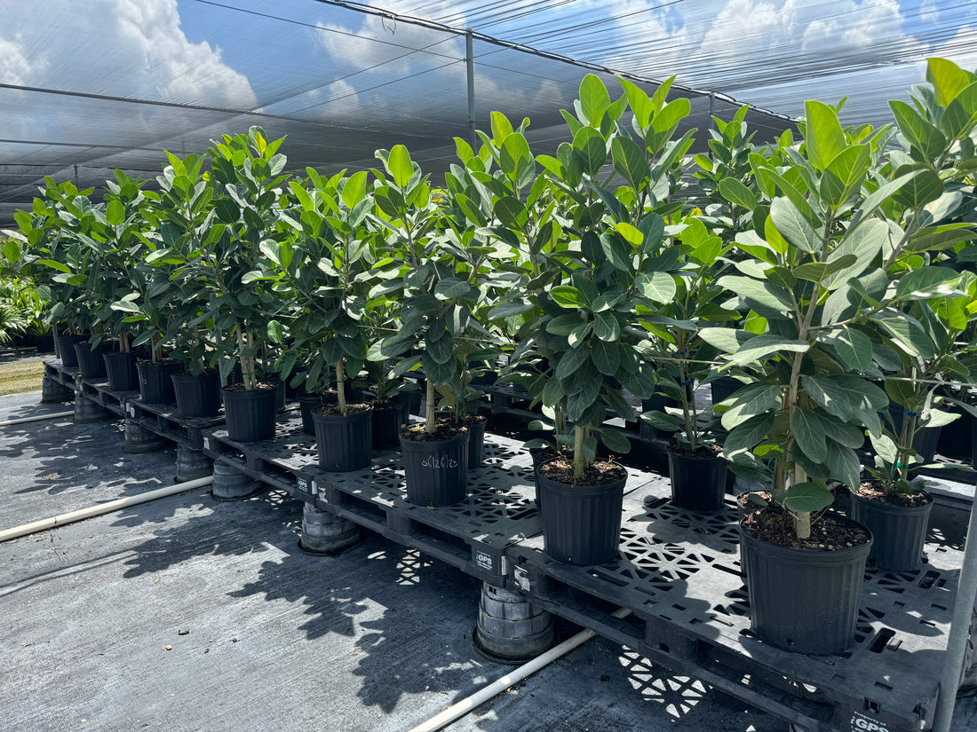Ficus Audrey Bush Form Column, Ficus Benghalensisis Bengal Fig