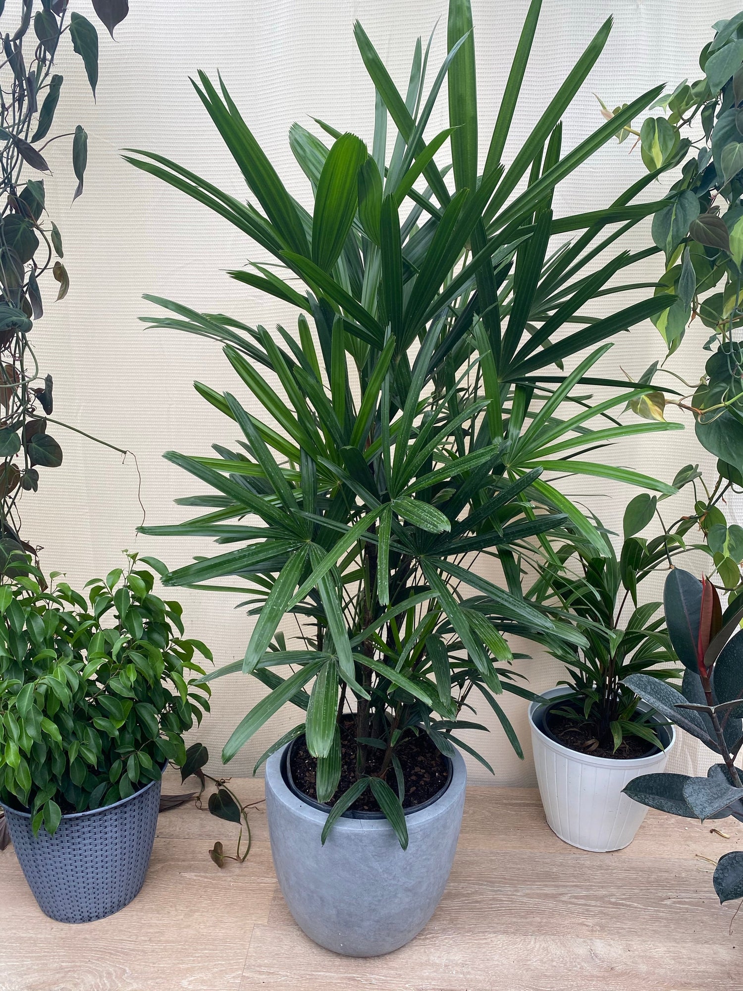 Lady Palm, Rhapis Excelsa, Indoor Queen Palm
