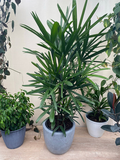 Lady Palm, Rhapis Excelsa, Indoor Queen Palm