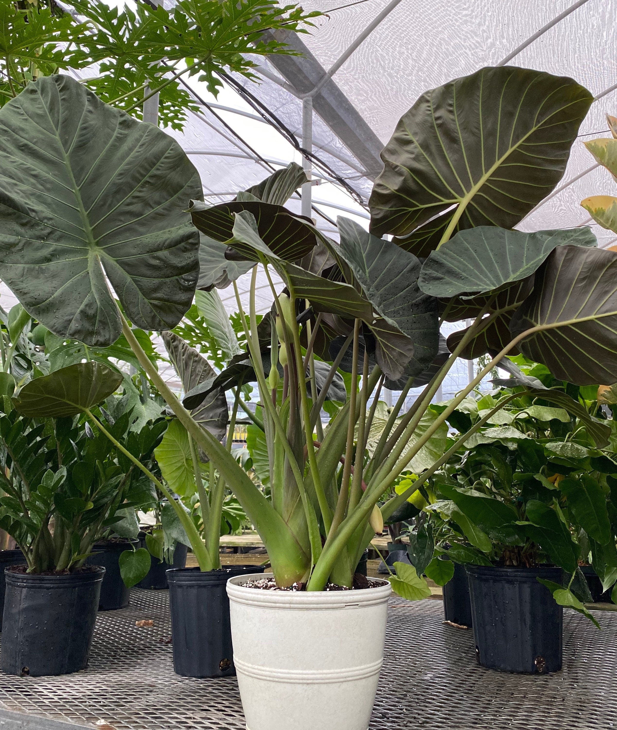 Eureka Farms Alocasia Regal Shields - Thumbnail 2