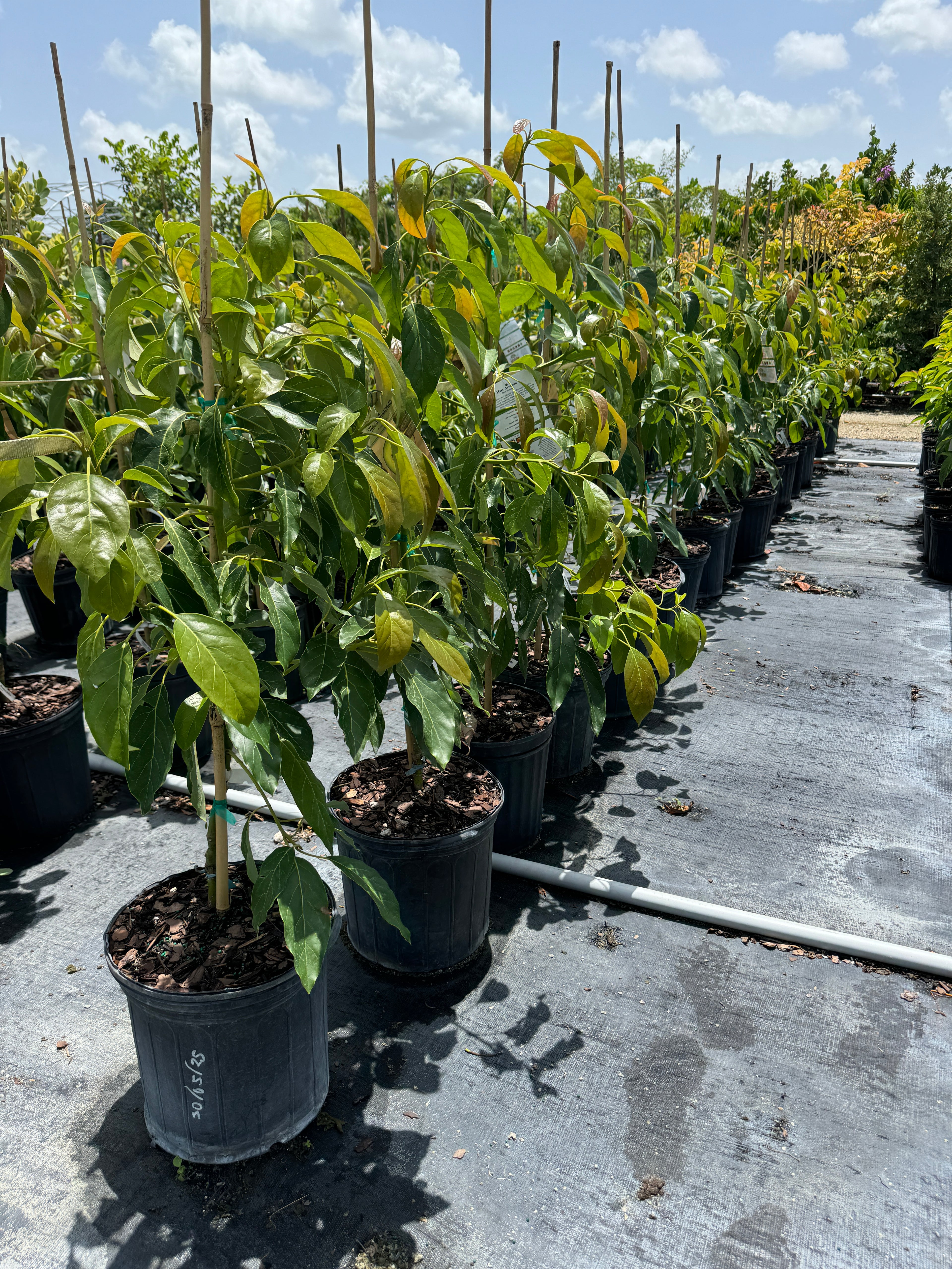 Hass Avocado Fruit Tree Cold Hardy, Persea Americana