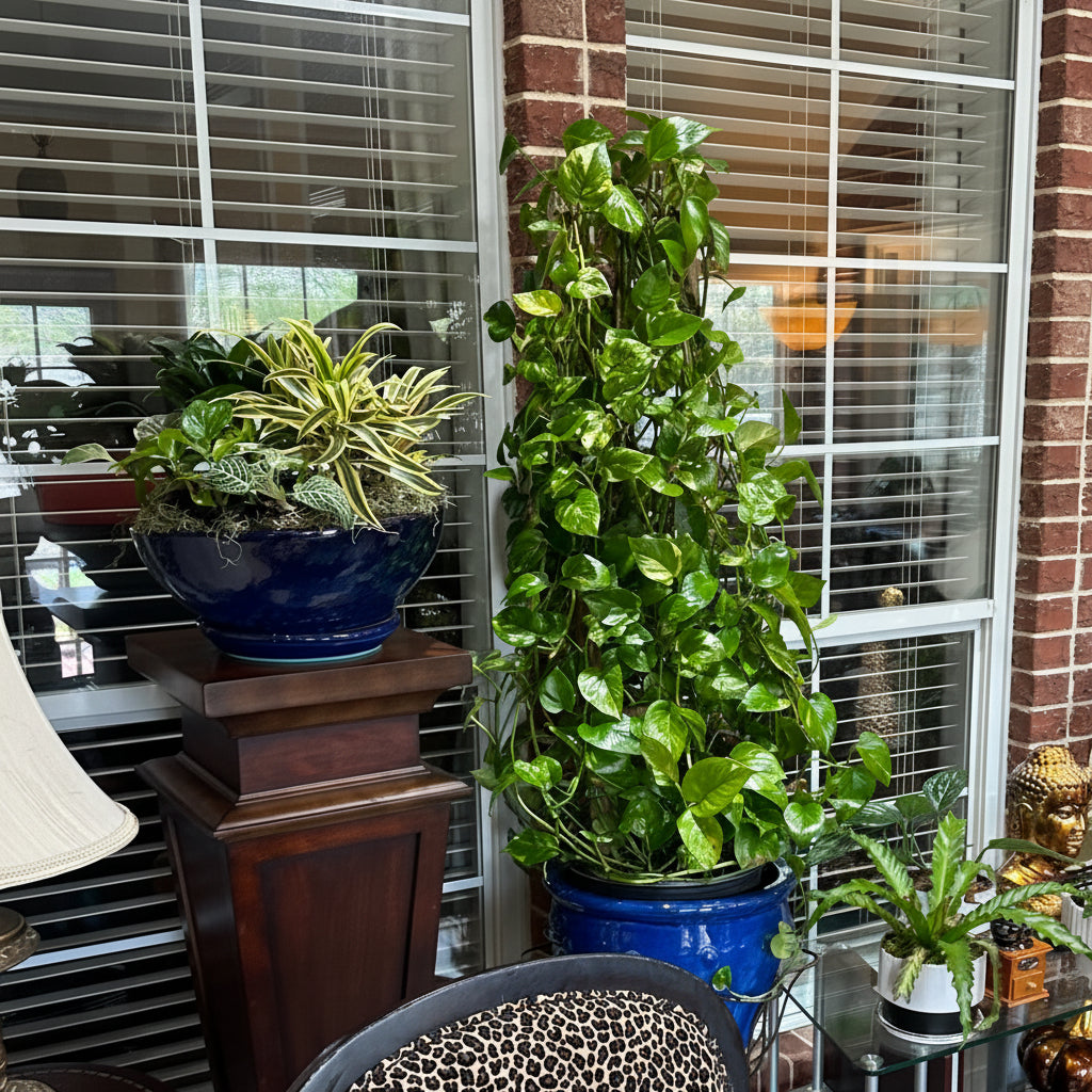 A large Golden Pothos plant climbing a moss pole, featuring lush green leaves with golden-yellow variegation, potted in a glossy blue ceramic planter