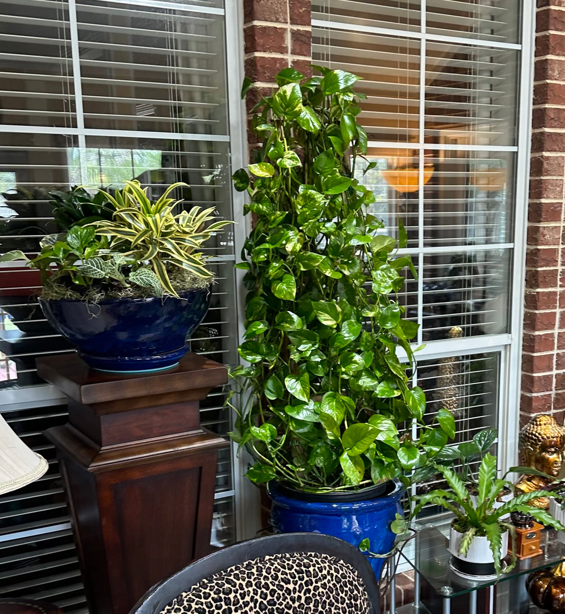 Golden Pothos in Trellis, Epipremnum Aureum