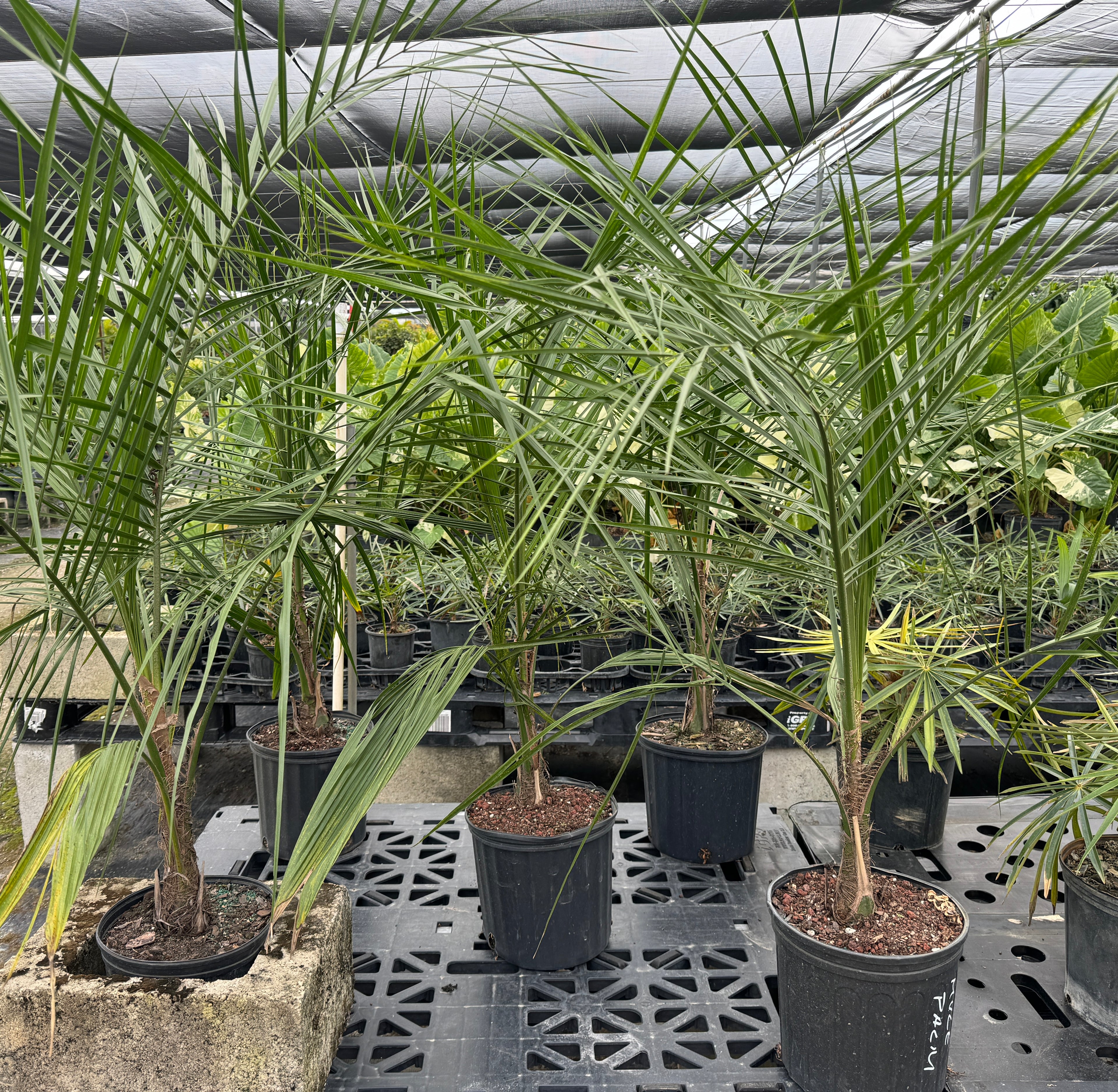 Mule Palm, Butiagrus Nabonnandii X