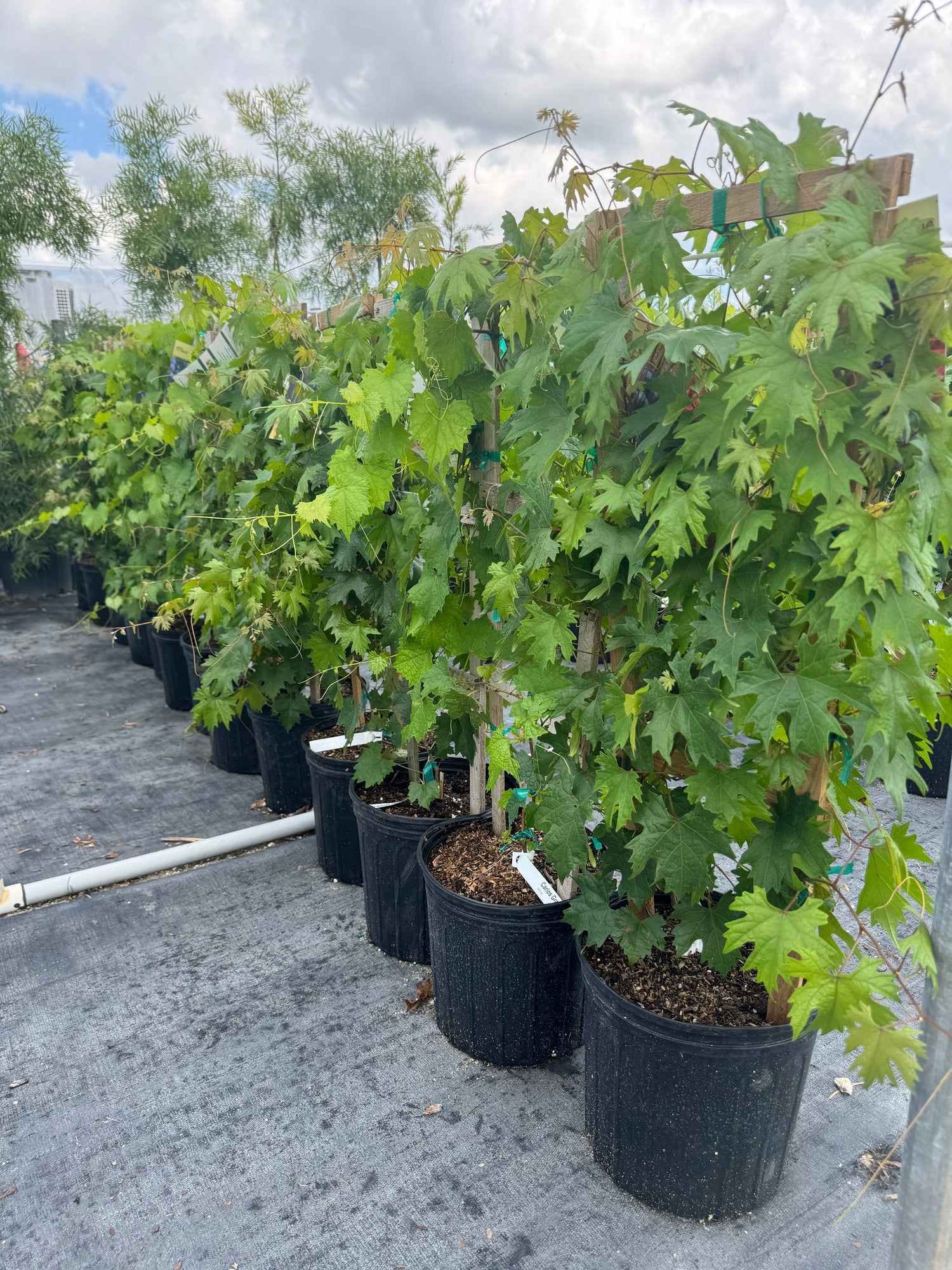 Muscadine Carlos Grape Vine, Muscadinia Vitus Rotundifolia