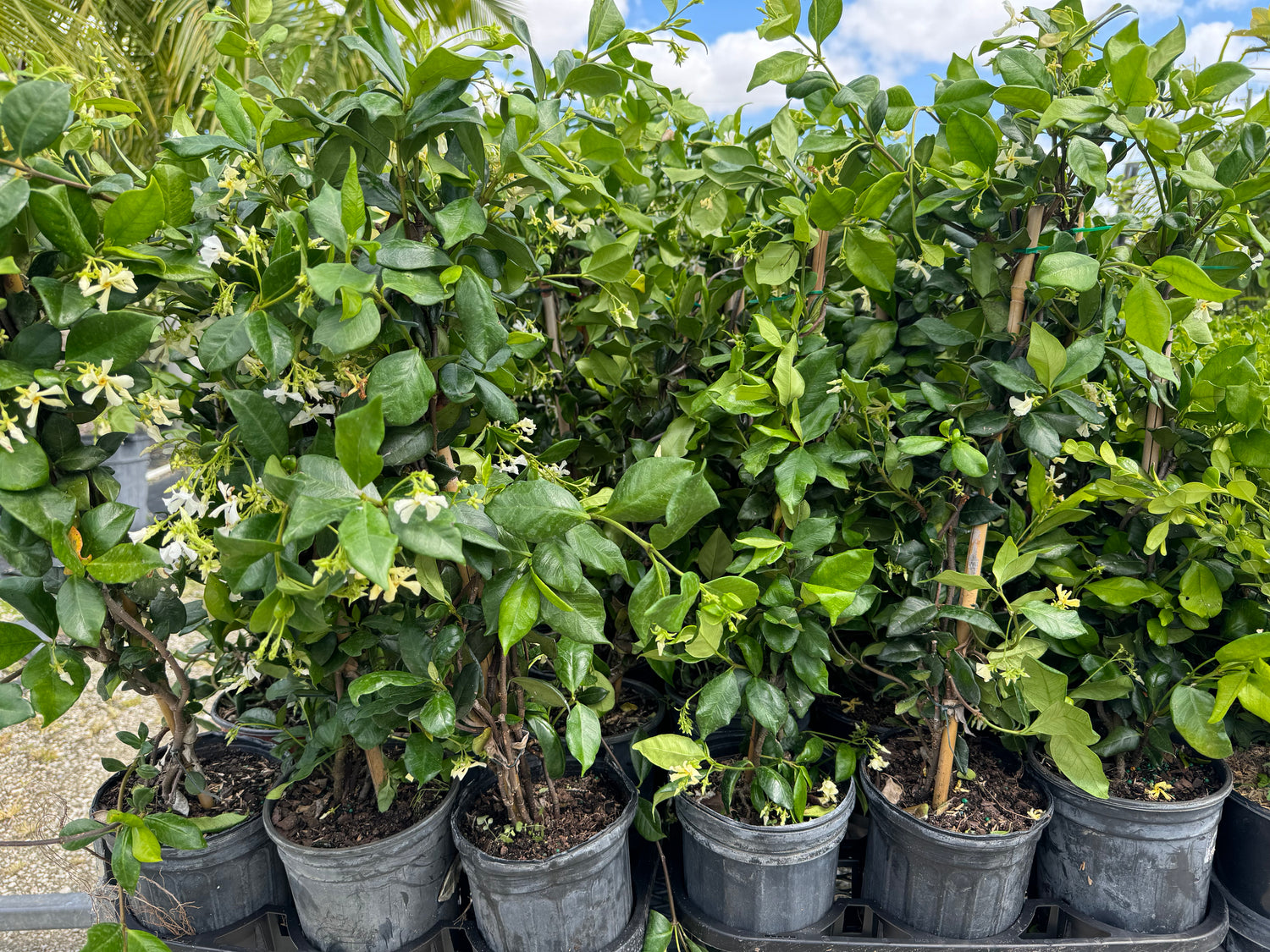 multiple pots of Jasmine Confederate, Vining Plant in Trellis