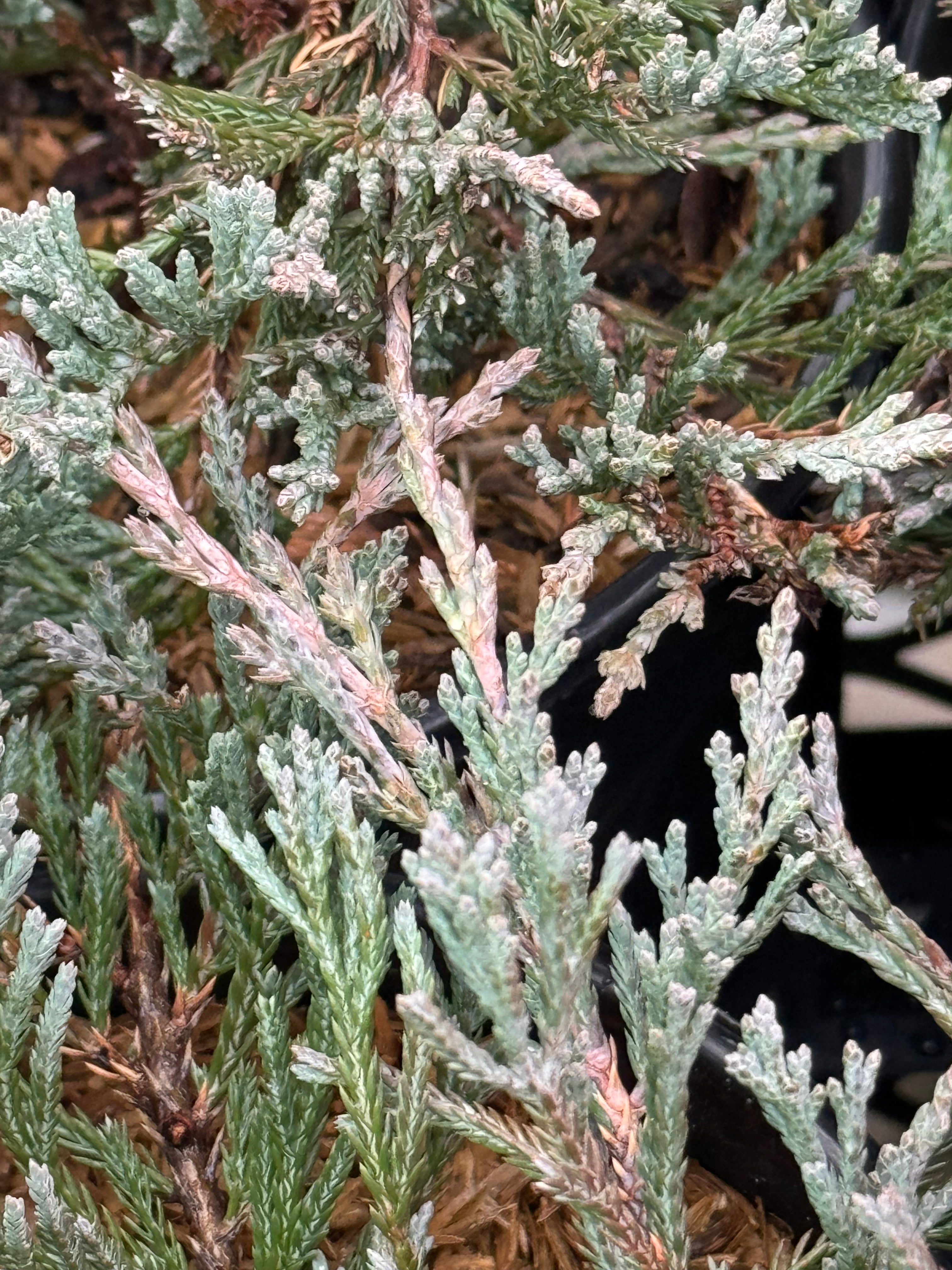 Angelica Blue Juniper Shrub