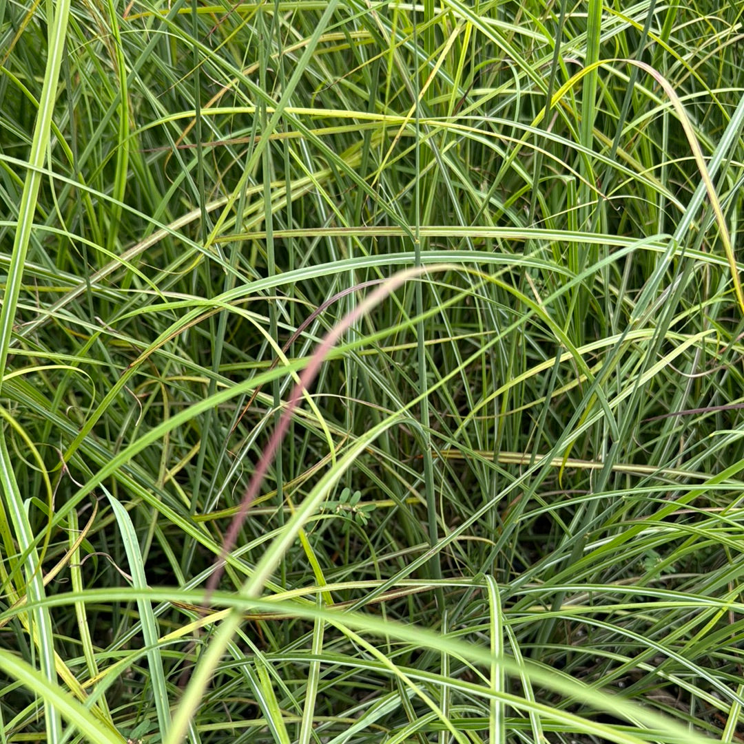 Maiden Grass Little Miss Dwarf, Miscanthus