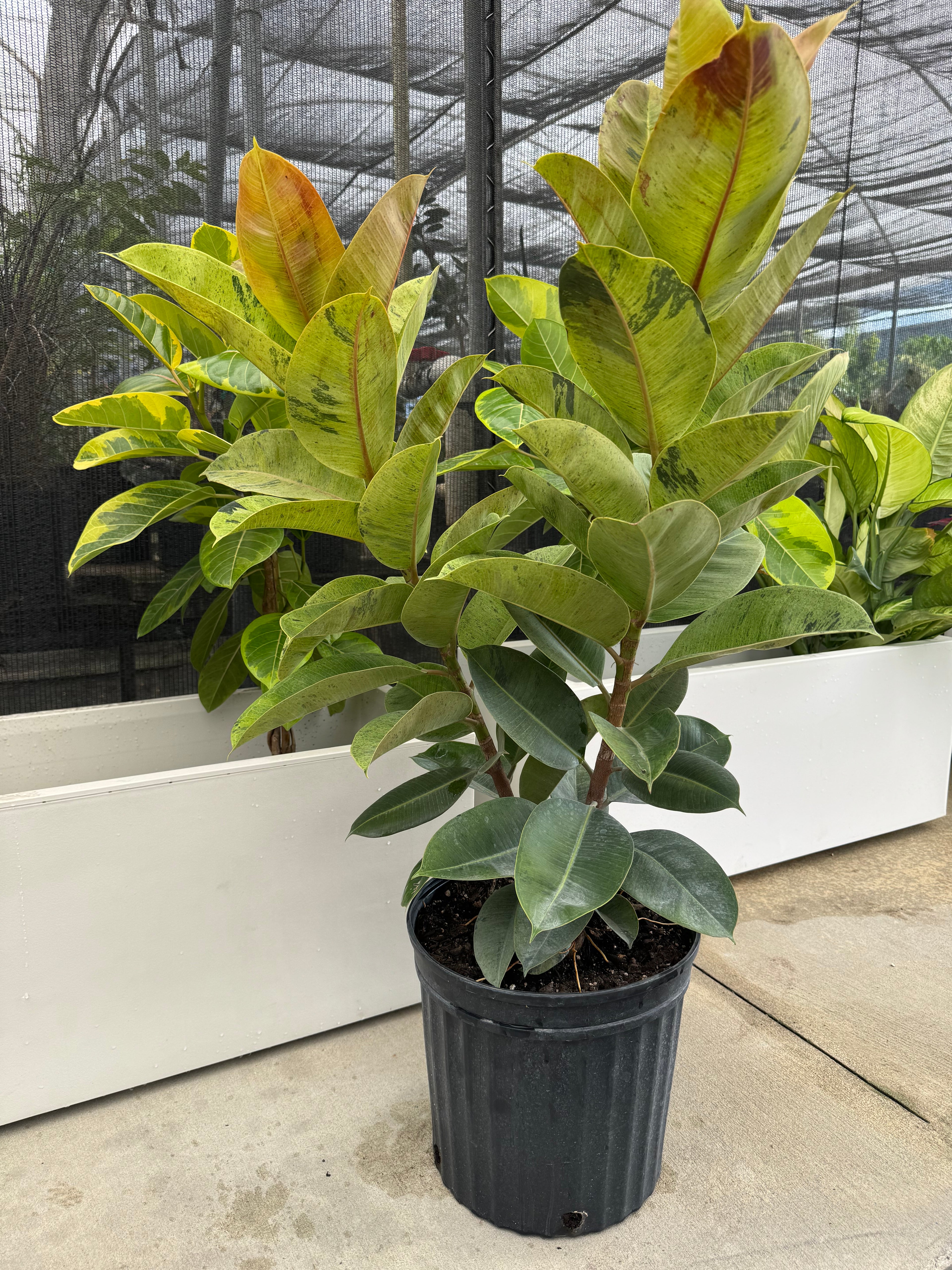 Ficus Shivereana Moonshine Bush in a pot