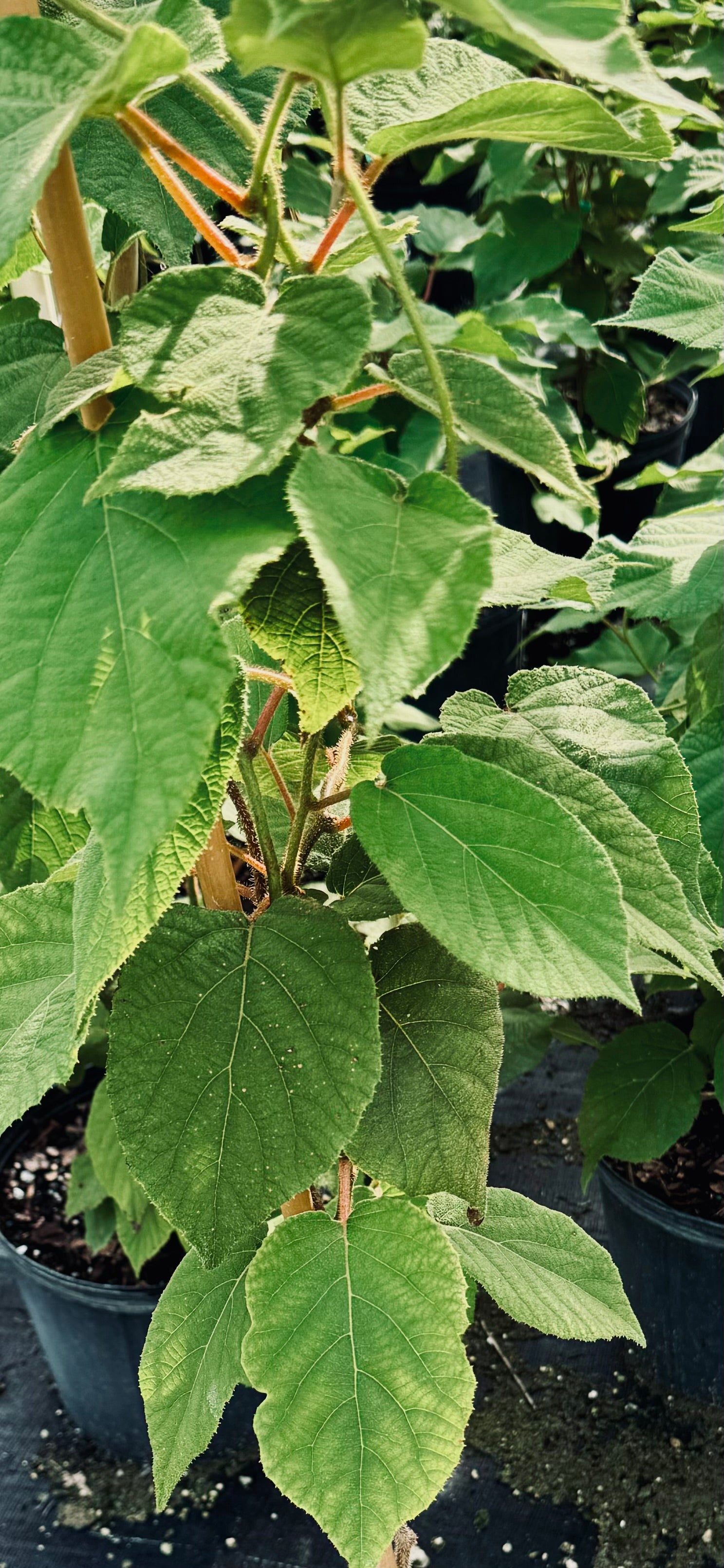 Kiwi Fruit Tree, Vincent Female Plant, Actinidia Deliciosa