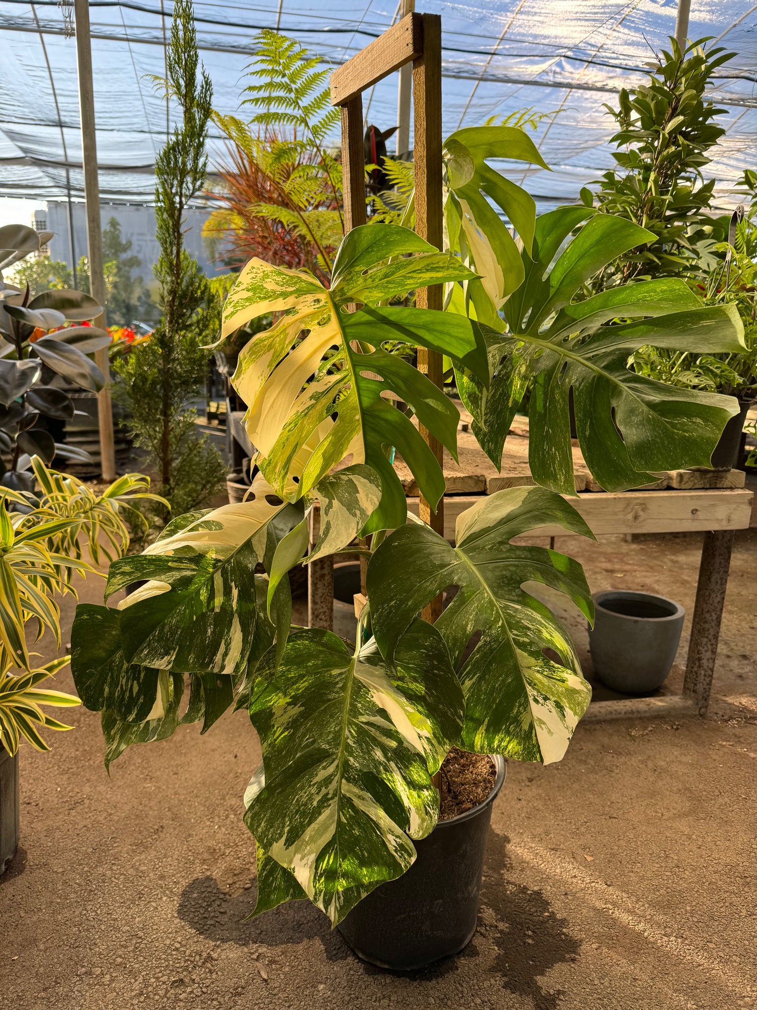 Monstera Farm Buy Monstera Borsigiana Albo Variegated | Eureka Farms