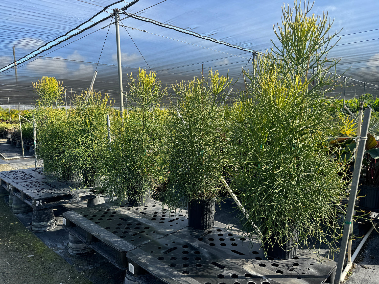 large pencil cactus for sale Euphorbia Pencil Tree Cactus, Milk Bush, Sticks of Fire