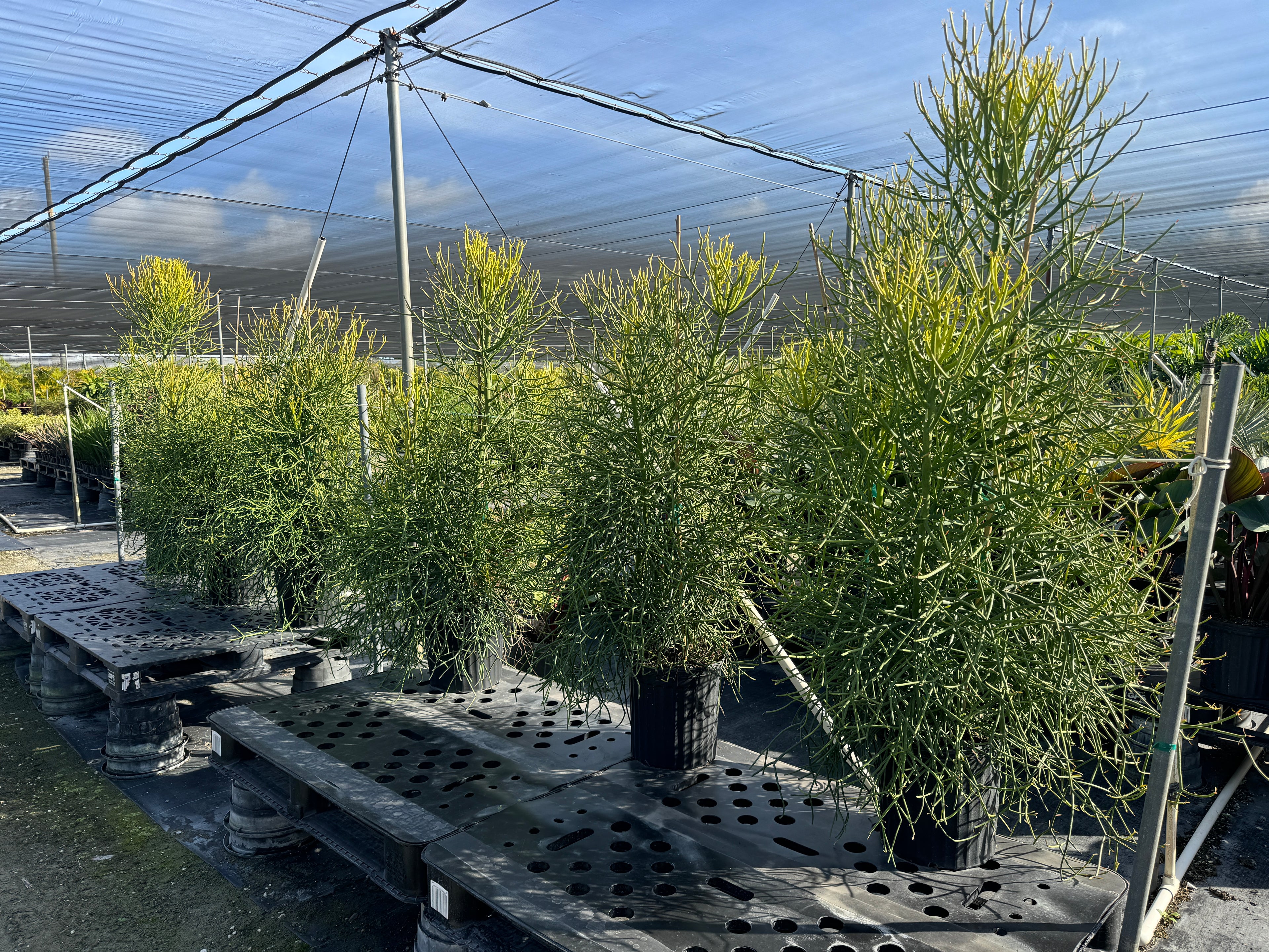 Euphorbia Pencil Tree Cactus, Milk Bush, Sticks of Fire