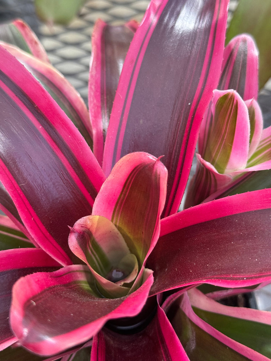 Close up of Bromeliad Neoregelia Matilde foliage.