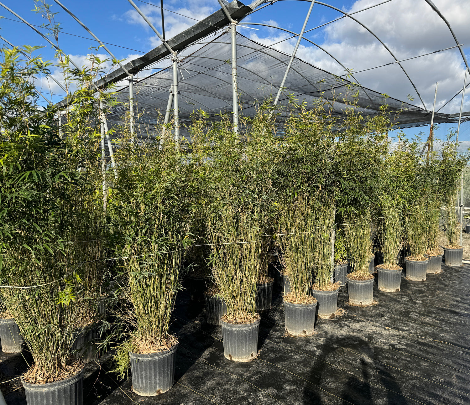 Graceful Gracilis Bamboo, Slender Weaver