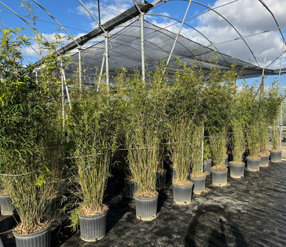 Graceful Gracilis Bamboo, Slender Weaver