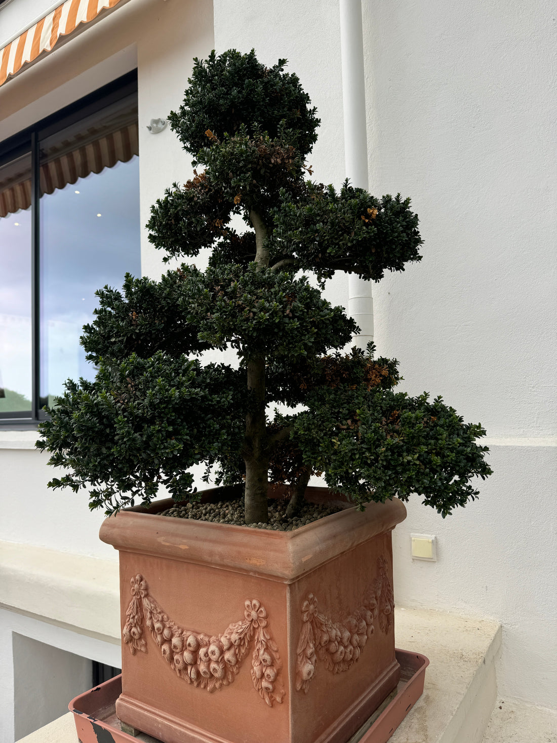 Topiary Eugenia Pom Pom Alien Saucer Form