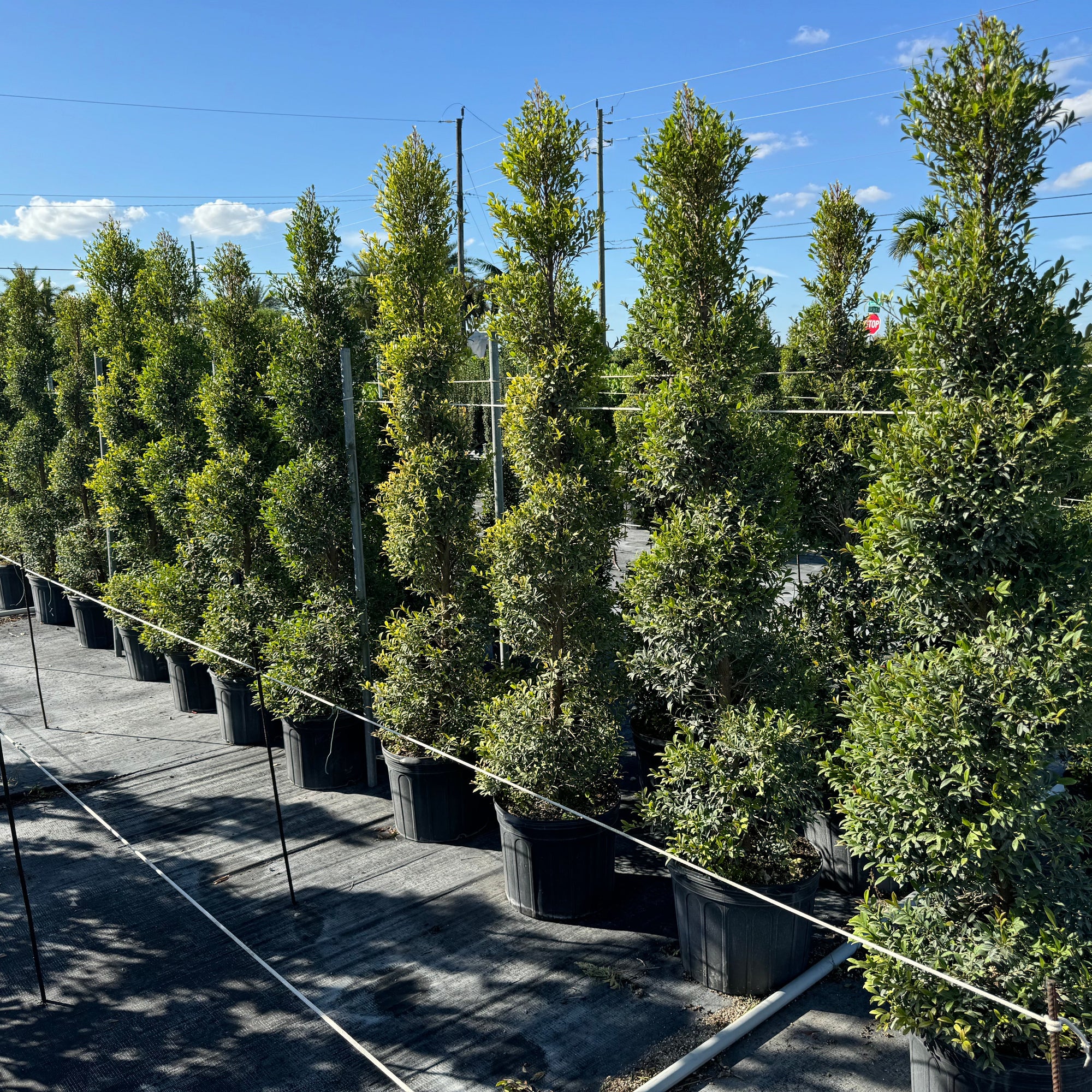Shop Our Topiary Eugenia Spiral Tree | Eureka Farms