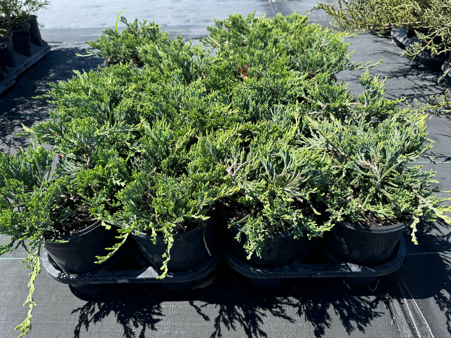 Angelica Blue Juniper Shrub