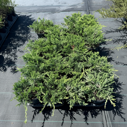 A group of potted Angelica Blue Juniper shrubs featuring dense, spreading blue-green foliage in black nursery pots