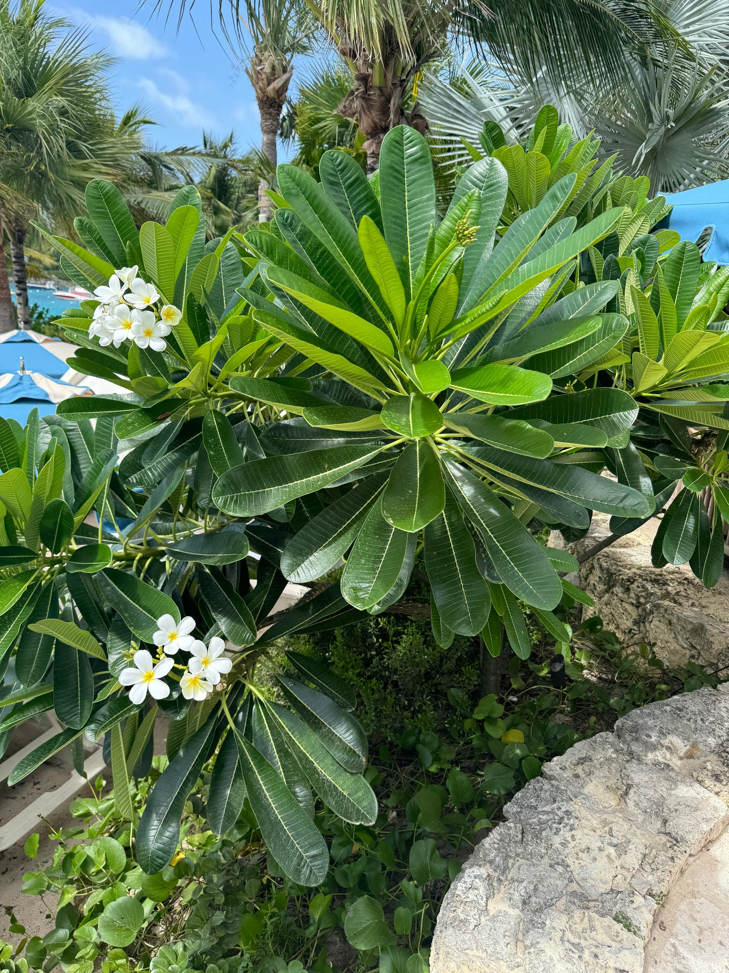 Plumeria Frangipani Obtusa White Orchid Flowering Tree