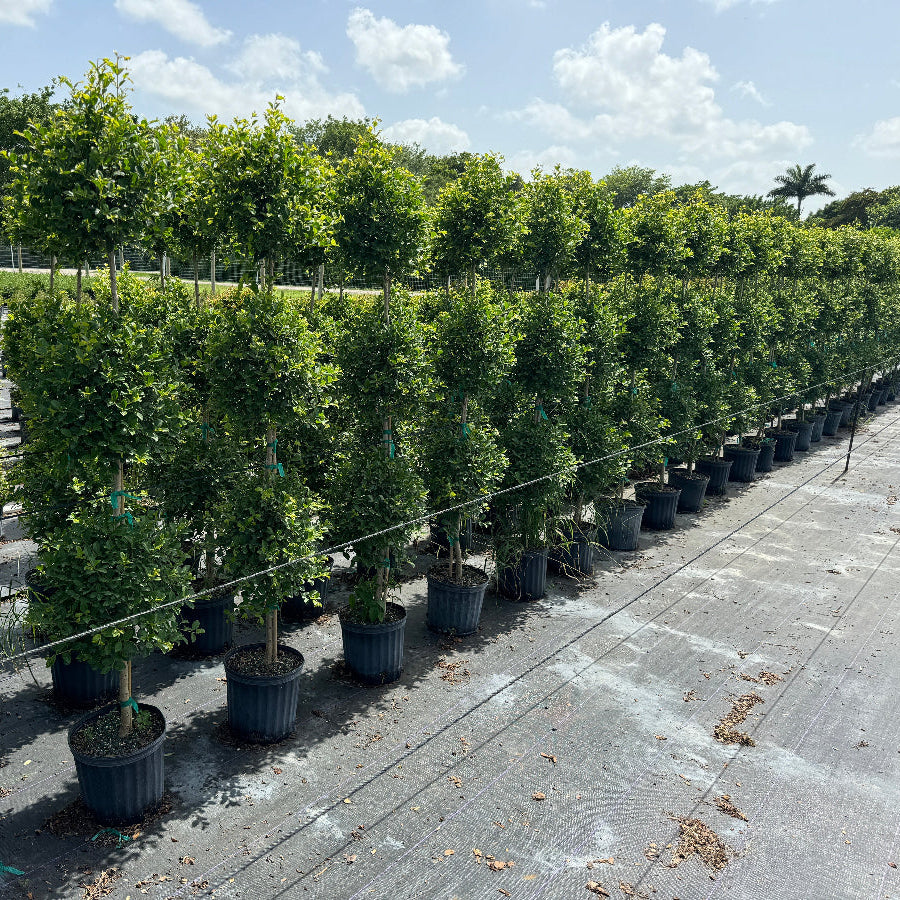 Topiary Eugenia 3-Ball Tree Form in 5gal in row
