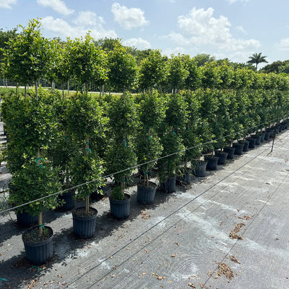 Topiary Eugenia 3-Ball Tree Form in 5gal in row
