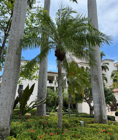 Date Palm Tree Single, Phoenix Roebelinii Pygmy Tropical Palm