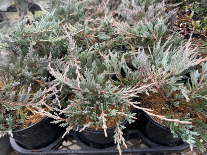 Angelica Blue Juniper Shrub