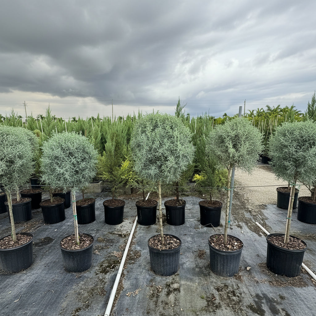 Topiary 1-Ball Carolina Sapphire Tree Form Potted trees in a nursery setting in 5gal pot