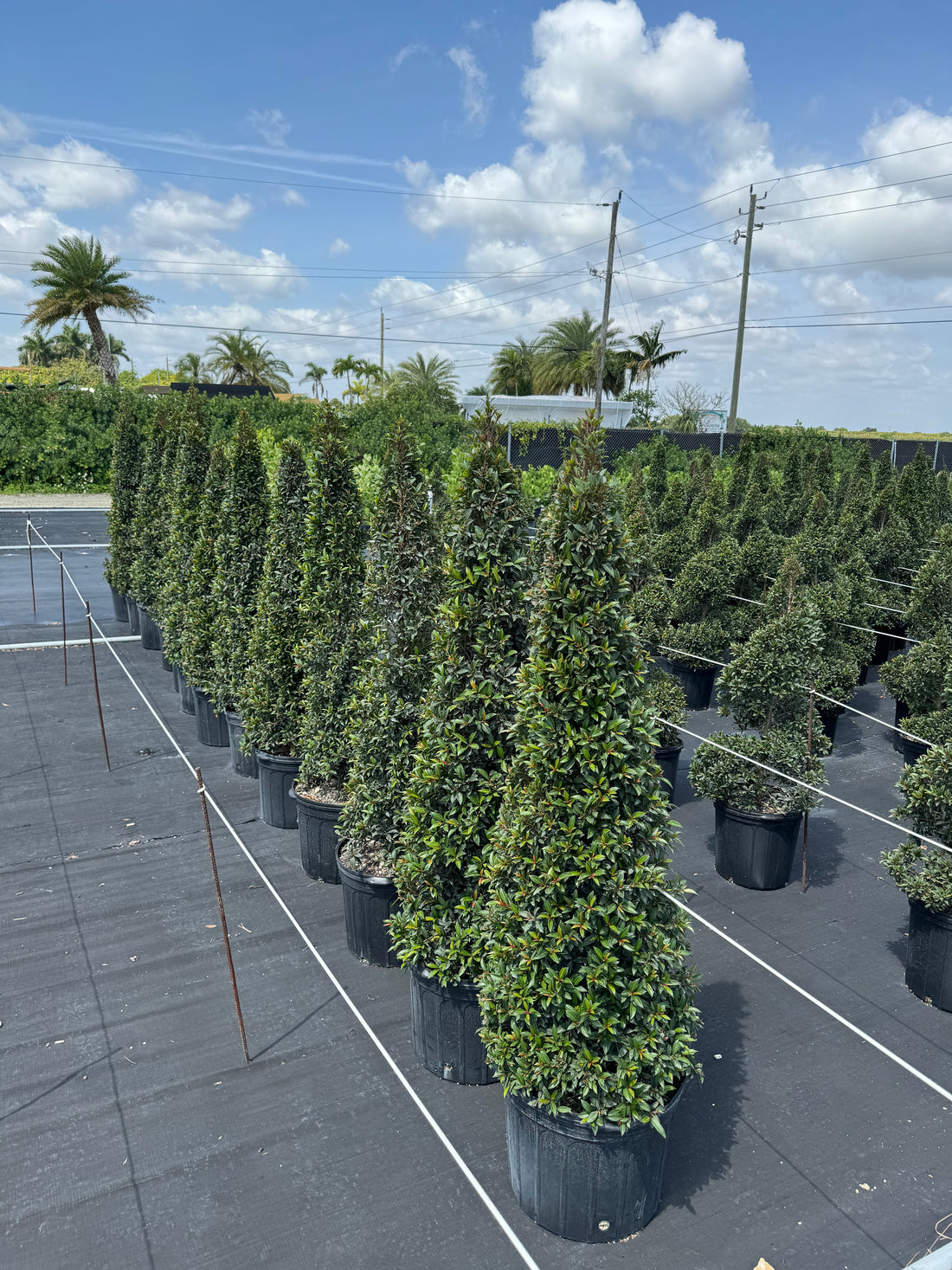 Topiary Eugenia Cone, Tree Form