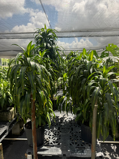Dracaena Hawaiian Sunshine, Striped Dracaena Deremensis