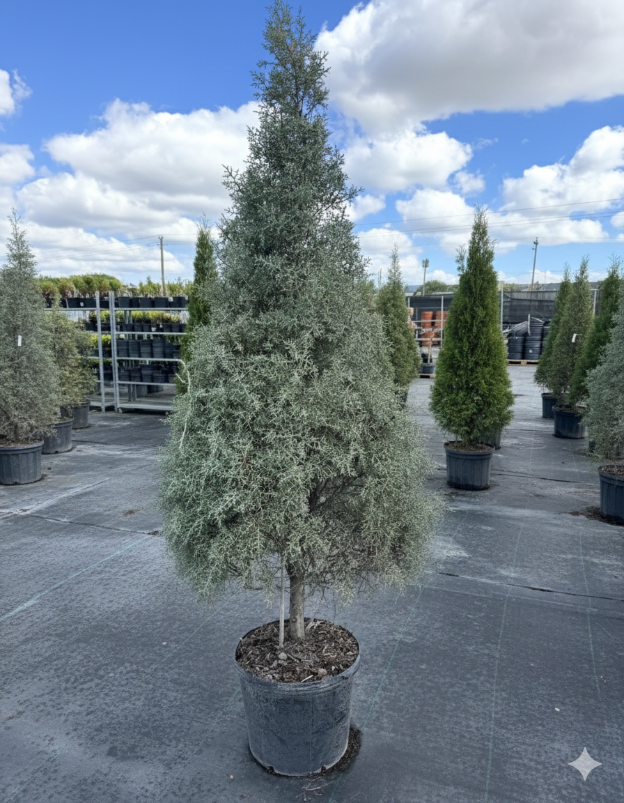 Carolina Sapphire Tree Form Arizona Cypress