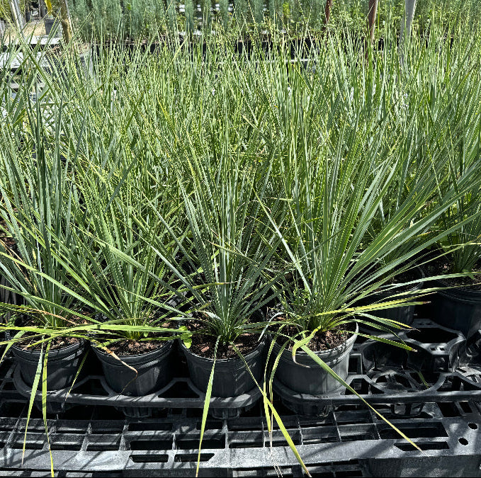 Yucca Rostrata Beaked Yucca, Desert Jewel Palm – Eureka Farms