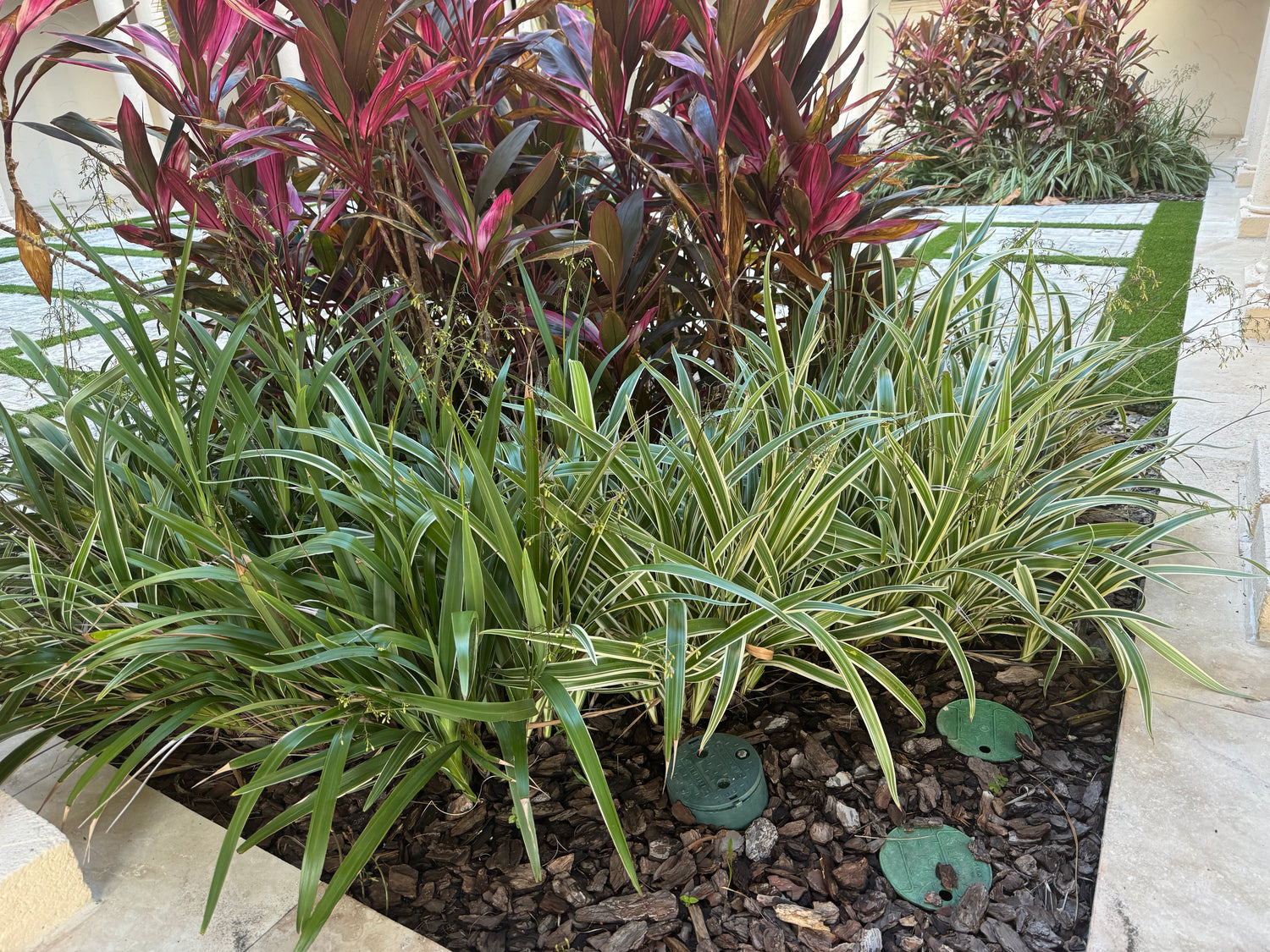 Dianella Flax Lily Silver Streak