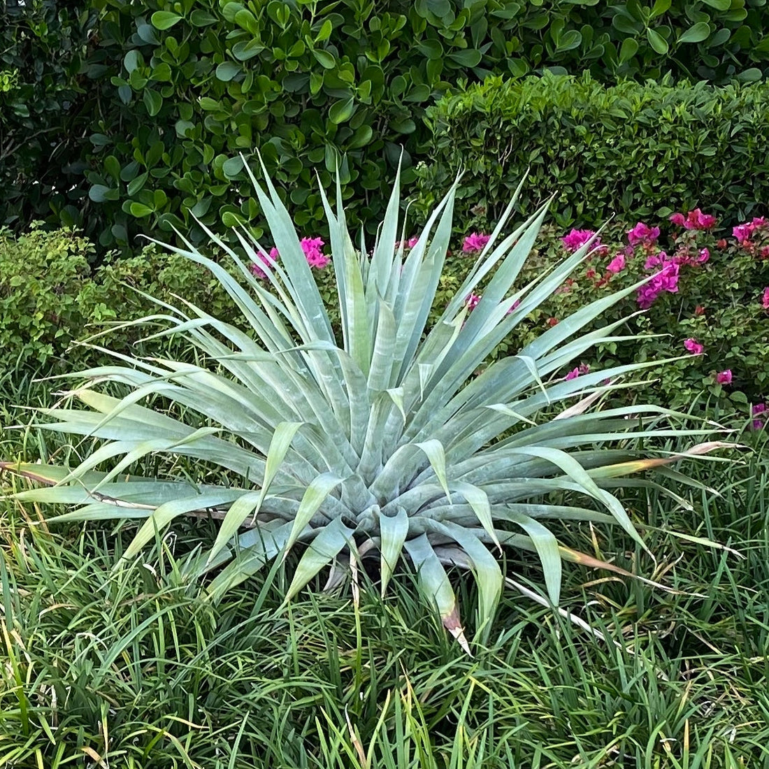 A Bromeliad Alcantarea Odorata plant with elongated silver foliage in an outdoor setting with greenery and a pink flower in the background.