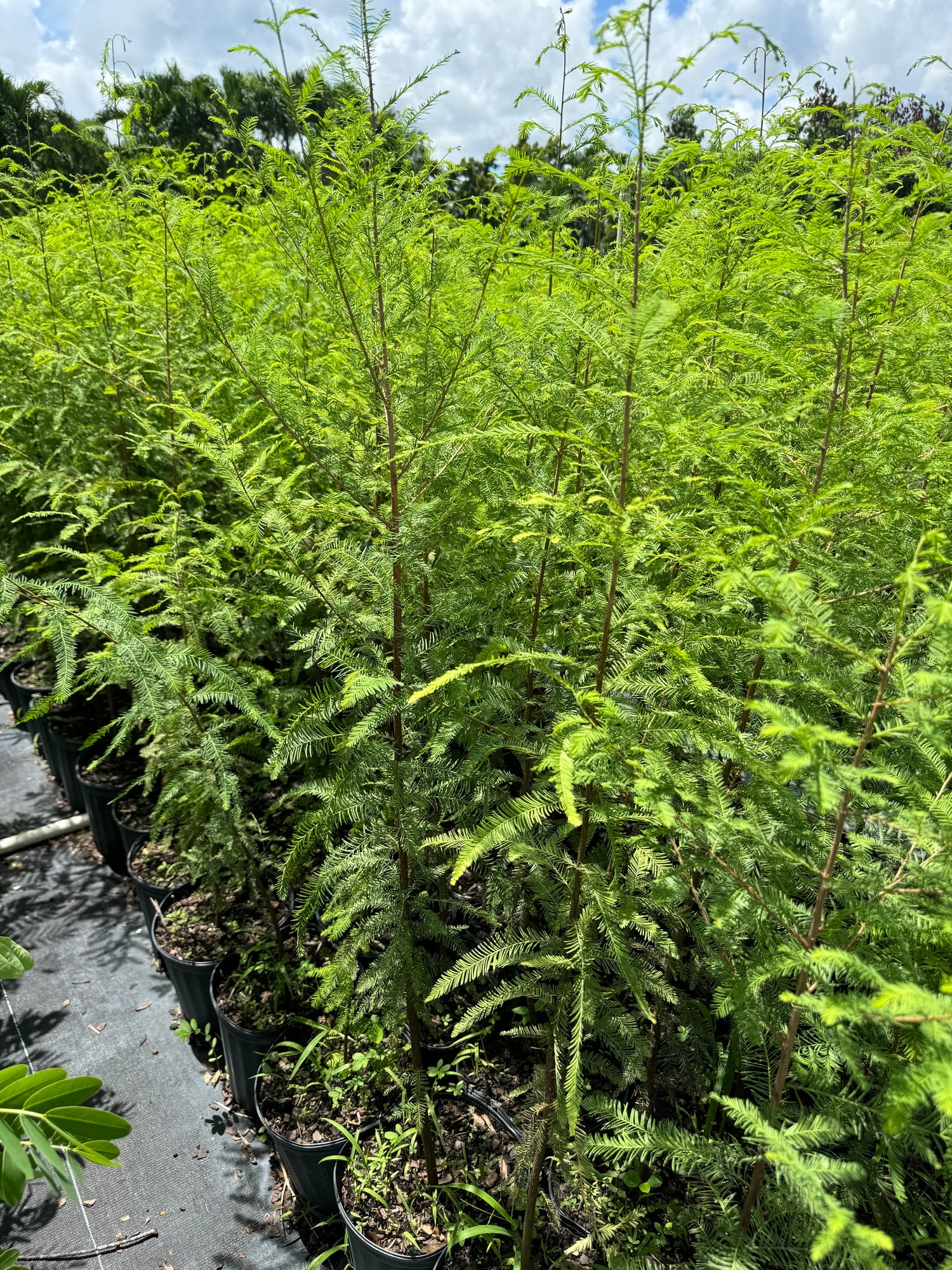 Bald Cypress, Shade Tree, Taxodium Distichum